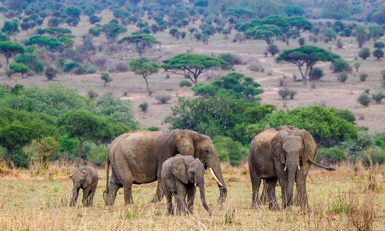 2 day safari in tarangire and Ngorongoro Crater