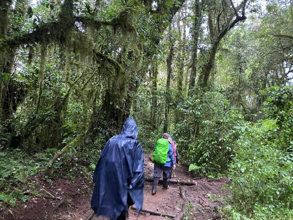 Shira: Kilimanjaro Day Hiking 