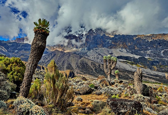 Umbwe Route: Kilimanjaro Climbing 